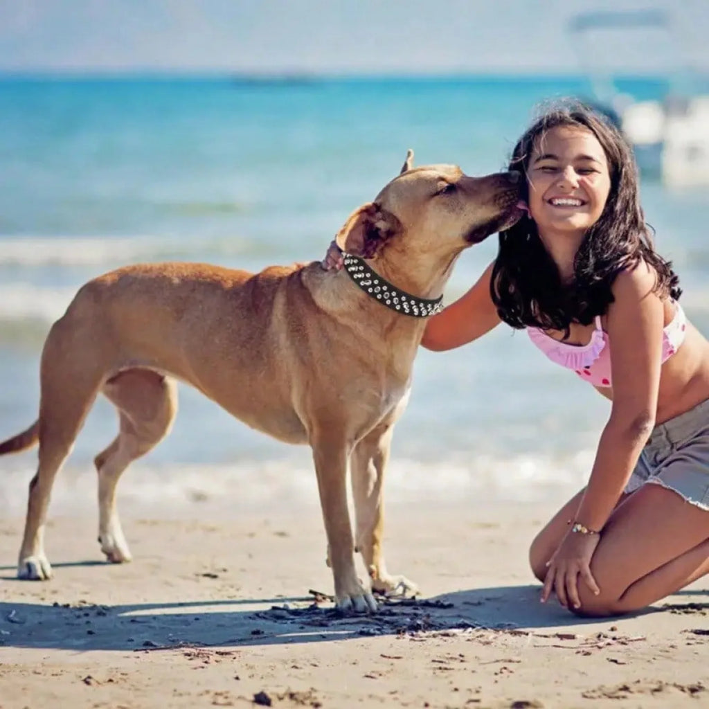 Genuine Leather Dog Collar — Premium Handcrafted Collection